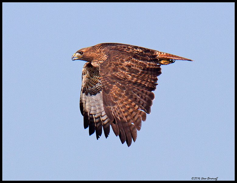 _4SB9755 red-tailed hawk.jpg
